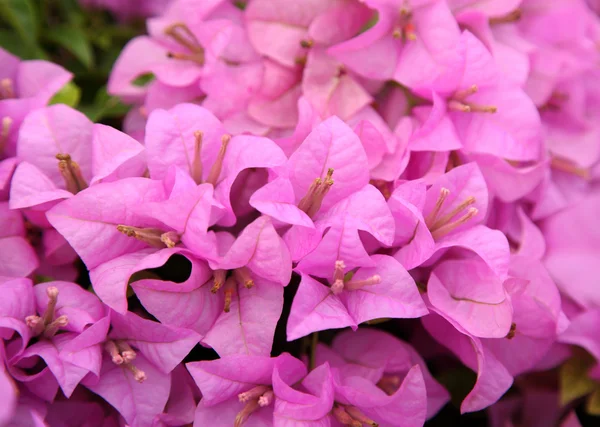 粉红色的花在花园里盛开，软弱无力 — 图库照片
