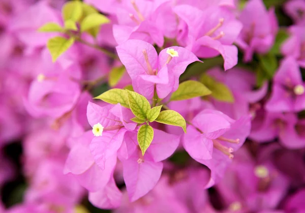 Folha verde flores bougainvillea rosa no jardim, foco suave — Fotografia de Stock