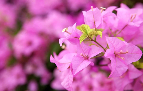 Grüne Blatt rosa Bougainvillea blüht im Garten, weicher Fokus — Stockfoto