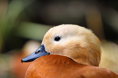 yakın çekim ördek