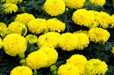 sarı çiçek, kadife çiçeği 