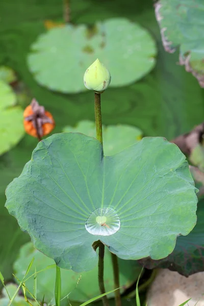 Lotus bulb and leaf — Stock Photo, Image