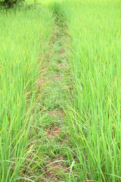 Folhas de arroz — Fotografia de Stock
