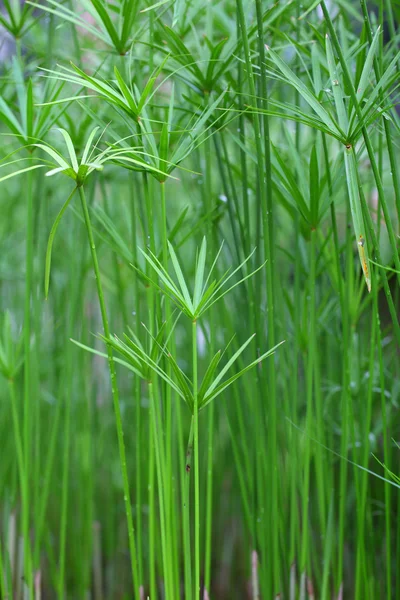Папирус зеленое растение на очках — стоковое фото