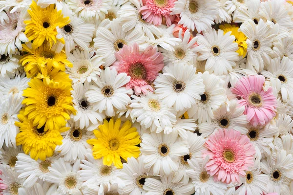 Flerfärgade blommor bakgrund — Stockfoto