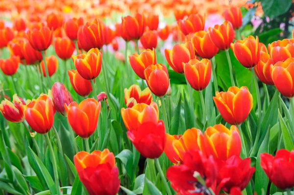 Tulipanes rojos en el jardín — Foto de Stock