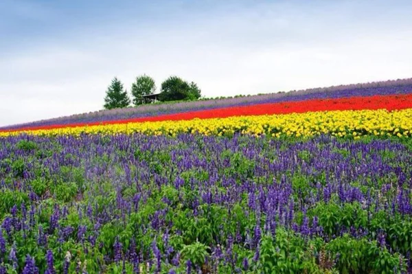 Blomma fält i hokkaido, japan — Stockfoto