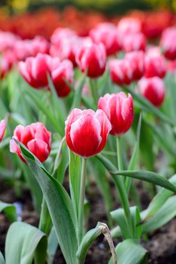 kırmızı lale alan