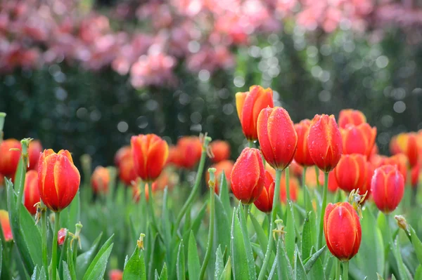 红色郁金香花园 — 图库照片