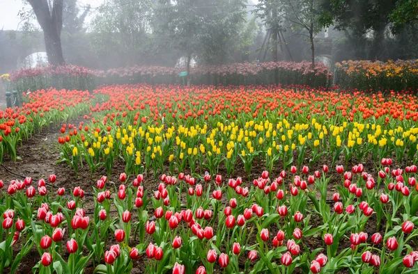 Bunte Tulpen im Garten — Stockfoto