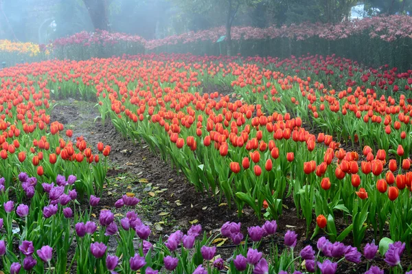 Bunte Tulpen im Garten — Stockfoto