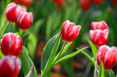 kırmızı lale alan