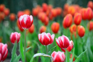 kırmızı lale alan