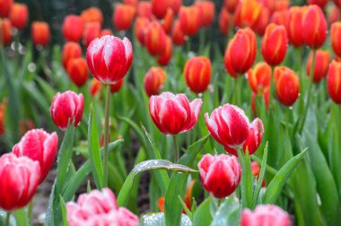 kırmızı lale alan