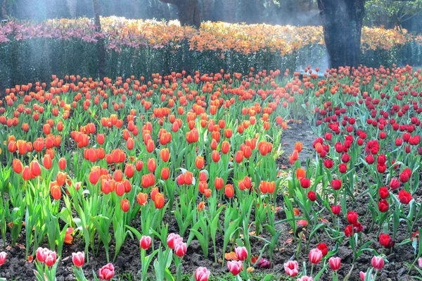 Bunte Tulpen im Garten — Stockfoto