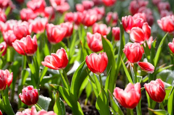 Jardín de tulipanes rojos —  Fotos de Stock