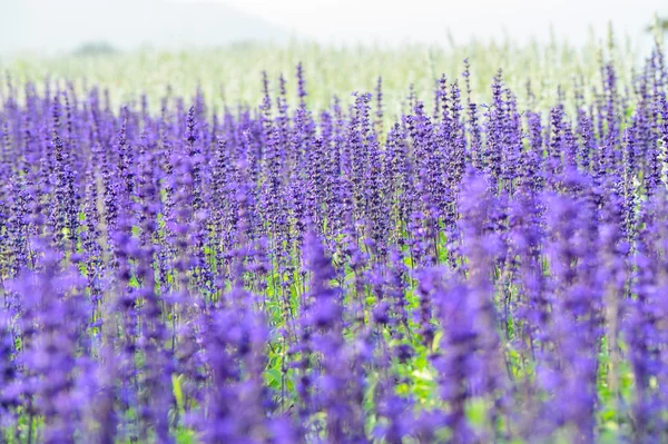 Campo de lavanda — Fotografia de Stock