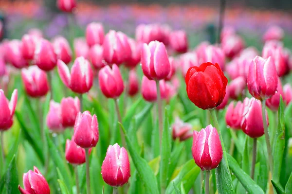 Red tulip field — Stock Photo, Image