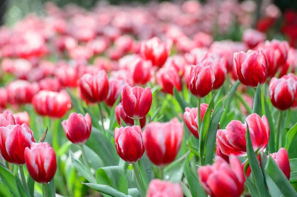 Red tulip field — Stock Photo, Image