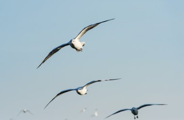 Martı sürüleri mavi gökyüzü altında