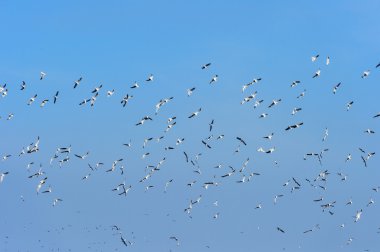 Martı sürüleri mavi gökyüzü altında