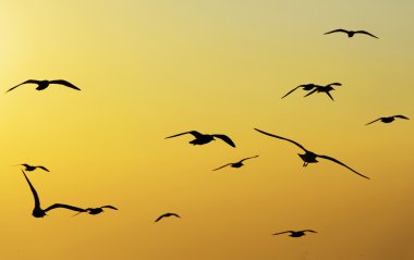 bangpu, Tayland gün batımına doğru uçan martı