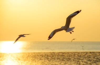 bangpu, Tayland gün batımına doğru uçan martı
