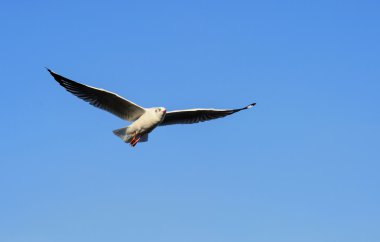 Mavi sinsi altında uçan martı