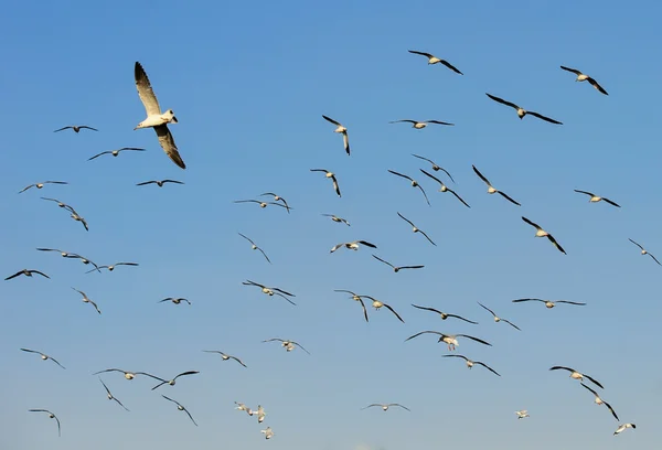 Flocks of Seagull under blue sky — Stock Photo, Image