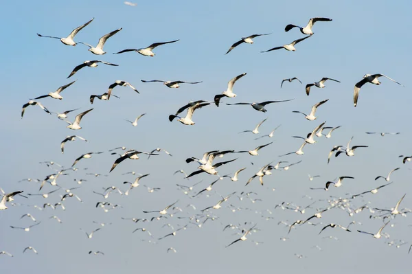 Flocks of Seagull under blue sky — Stock Photo, Image