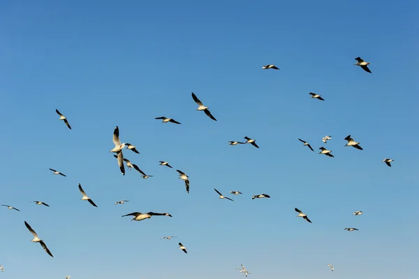 Flocks of Seagull under blue sky — Stock Photo, Image