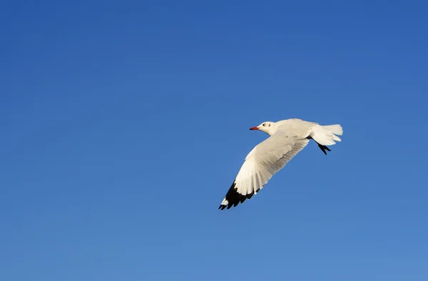 Seagull flying under blue sky — Stock Photo, Image