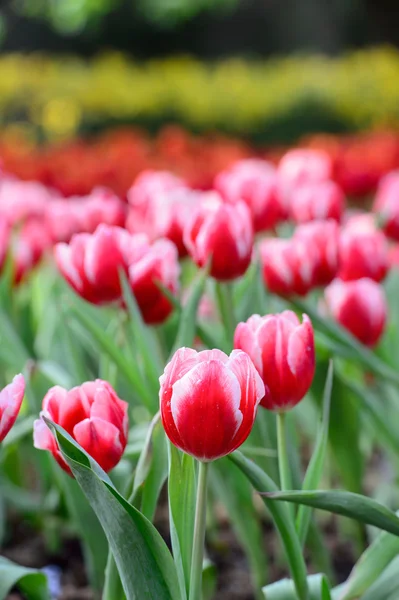 Campo de tulipán rojo — Foto de Stock