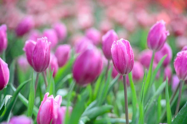 Pink tulip garden — Stock Photo, Image