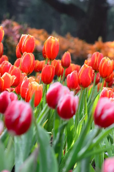 Campo de tulipas vermelho — Fotografia de Stock