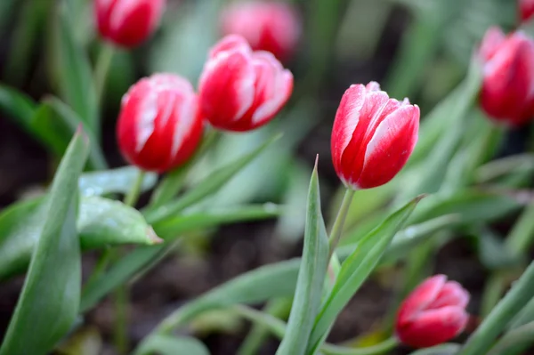 Red tulip field — Stock Photo, Image