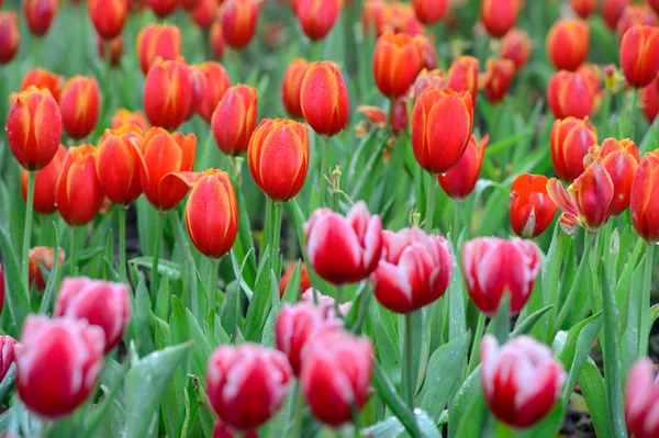 Rode tulp veld — Stockfoto