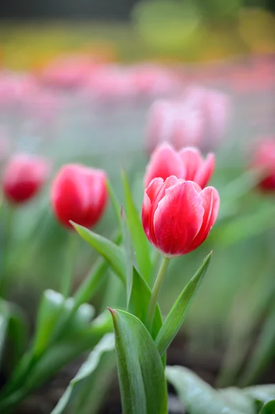 Red tulip field — Stock Photo, Image