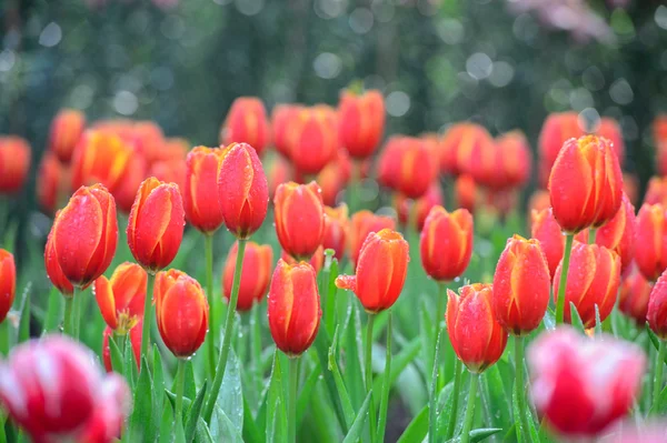 Campo de tulipán rojo —  Fotos de Stock