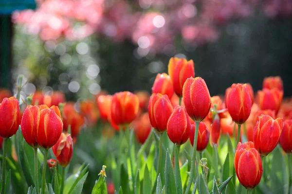 Campo de tulipán rojo — Foto de Stock