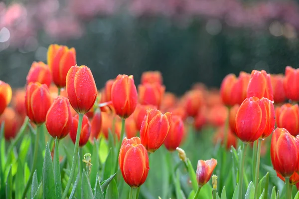 Campo de tulipán rojo — Foto de Stock