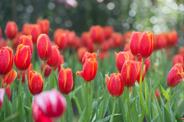 Czerwony tulipan pole — Zdjęcie stockowe