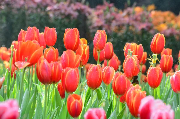 Red tulips garden — Stock Photo, Image