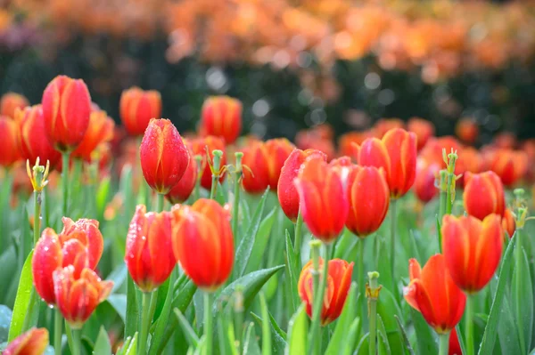 Red tulips garden — Stock Photo, Image