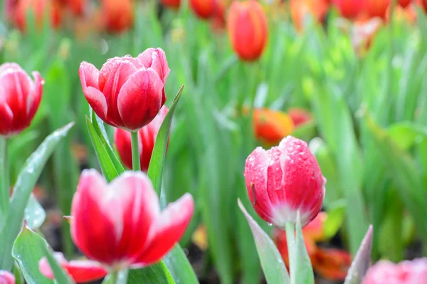 红色郁金香花园 — 图库照片