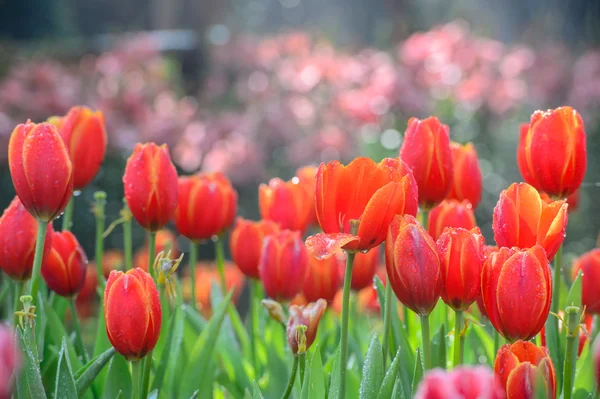 Jardín de tulipanes rojos — Foto de Stock