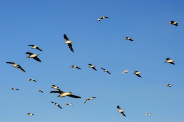 Mavi gökyüzünün altında uçan martı sürüsü