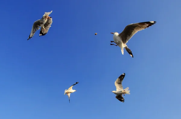 Flock of seagulls flying under blue sky — Stock Photo, Image