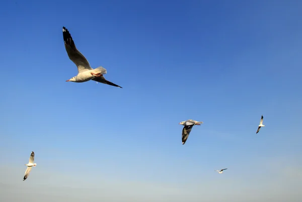 Flock of seagulls flying under blue sky — Stock Photo, Image