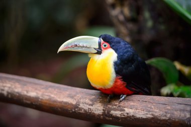 Tukan, milli park Iguazu, Brezilya 